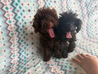 Brownie, a female Poodle - Toy  for sale in Frostproof, FL – Photo 7 of 7