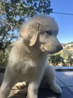 Fluffy, a female Great Pyrenees for sale in Grass Valley, CA – 3 of 6