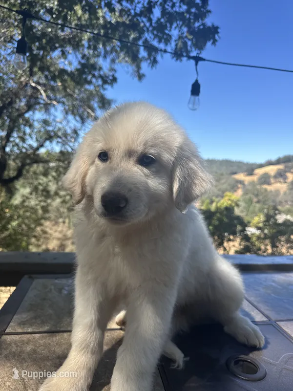 Fluffy – Great Pyrenees puppy for sale in Grass Valley, CA