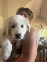 Fluffy, a female Great Pyrenees for sale in Grass Valley, CA – 2 of 6