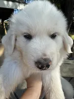 Fluffy, a female Great Pyrenees for sale in Grass Valley, CA – 5 of 6