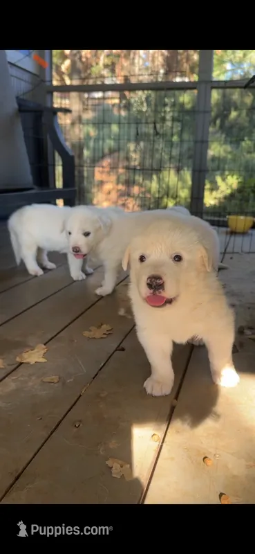 Fluffy – Great Pyrenees puppy for sale in Grass Valley, CA