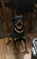 Dream, a female Rottweiler for sale in Tuscaloosa, AL – Photo 1 of 3