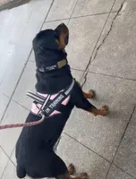 Dream, a female Rottweiler for sale in Tuscaloosa, AL – Photo 3 of 3