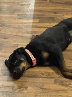 Dream, a female Rottweiler for sale in Tuscaloosa, AL – Photo 2 of 3