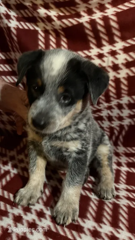 Spot – Australian Cattle Dog puppy for sale in Glen Saint Mary, FL