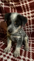 AKC-Spot, a male Australian Cattle Dog for sale in Glen Saint Mary, FL – 1 of 3