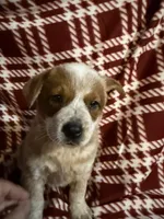 AKC-Precious , a female Australian Cattle Dog for sale in Glen Saint Mary, FL – 1 of 2