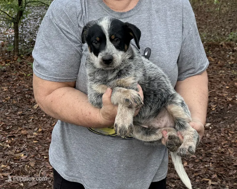 AKC-Mr.Blue – Australian Cattle Dog puppy for sale in Glen Saint Mary, FL