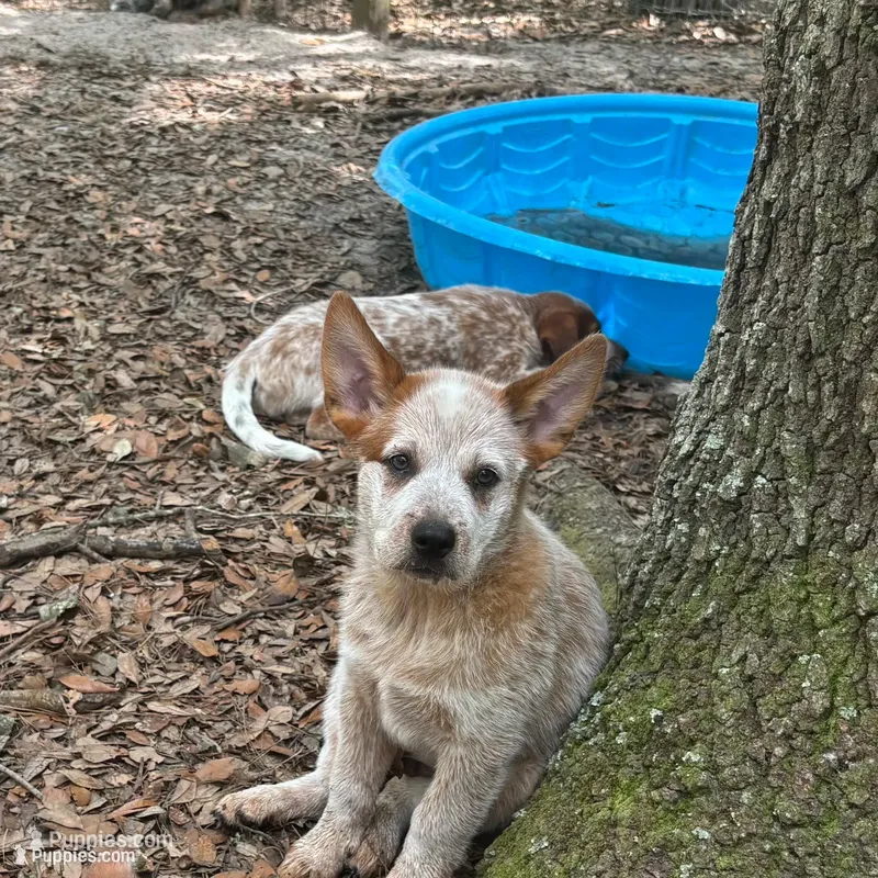 AKC-Teddy Bear  – Australian Cattle Dog puppy for sale in Glen Saint Mary, FL
