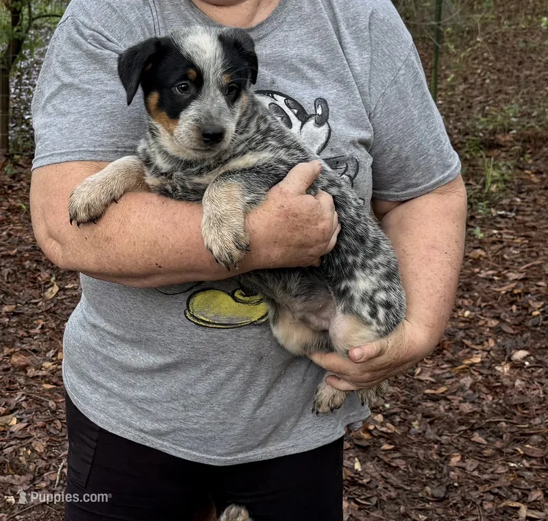 AKC-Spot – Australian Cattle Dog puppy for sale in Glen Saint Mary, FL