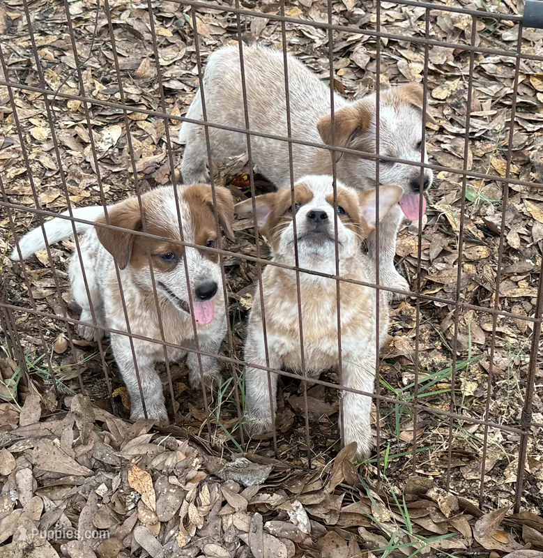 AKC-Teddy Bear  – Australian Cattle Dog puppy for sale in Glen Saint Mary, FL
