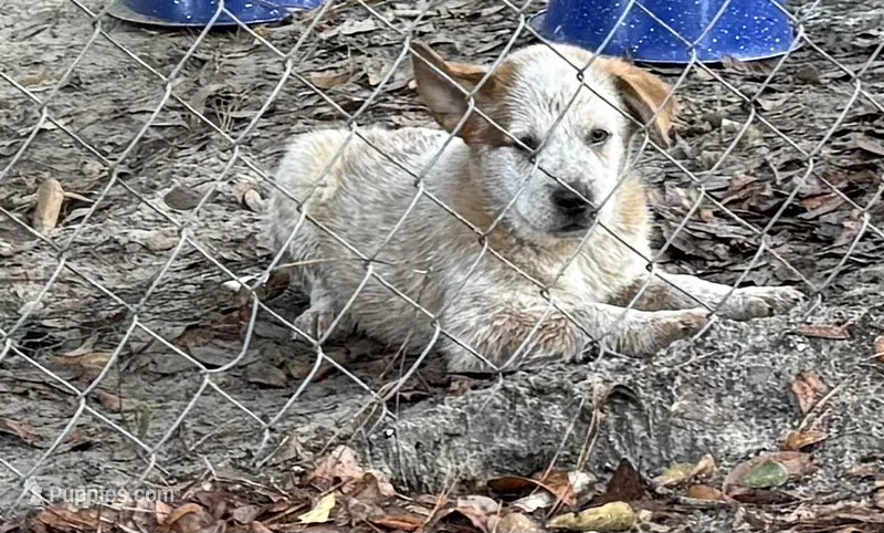 AKC-Teddy Bear  – Australian Cattle Dog puppy for sale in Glen Saint Mary, FL