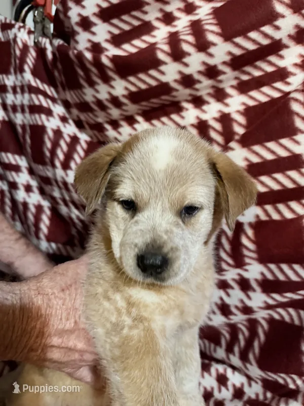 Teddy Bear  – Australian Cattle Dog puppy for sale in Glen Saint Mary, FL