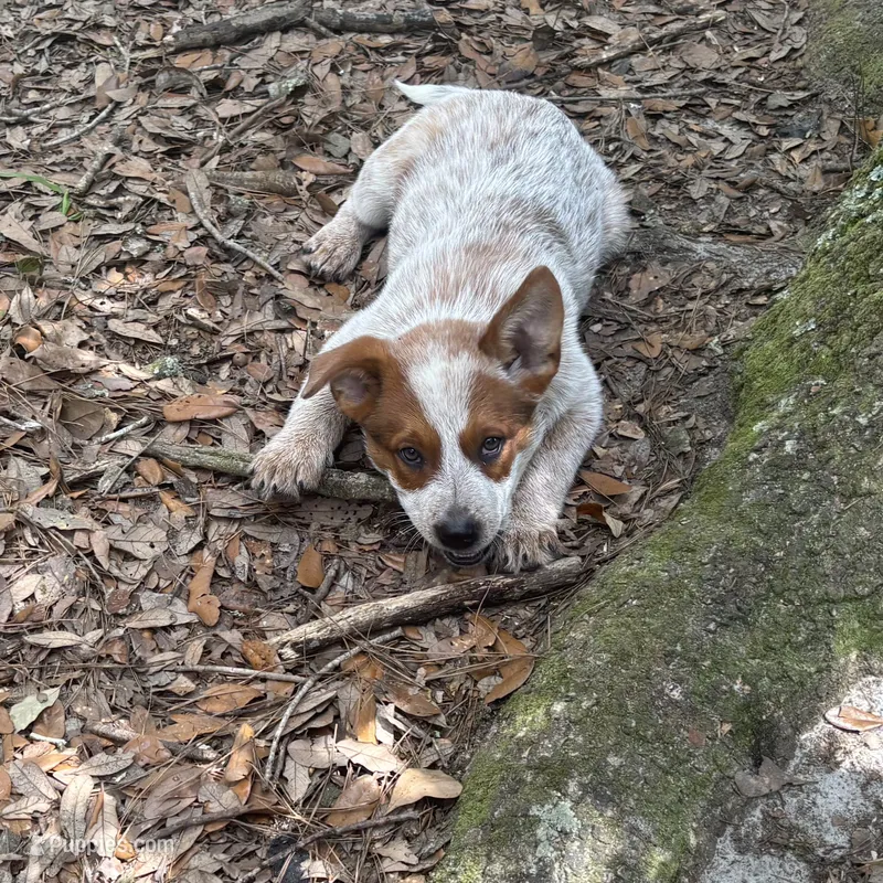 AKC-Precious  – Australian Cattle Dog puppy for sale in Glen Saint Mary, FL