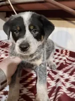 AKC-Mr.Blue, a male Australian Cattle Dog for sale in Glen Saint Mary, FL – 1 of 2