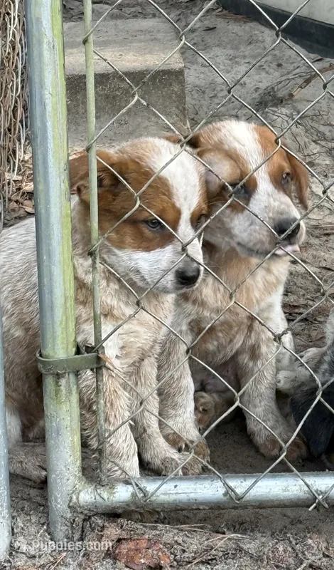 AKC-Mr. Red Man  – Australian Cattle Dog puppy for sale in Glen Saint Mary, FL