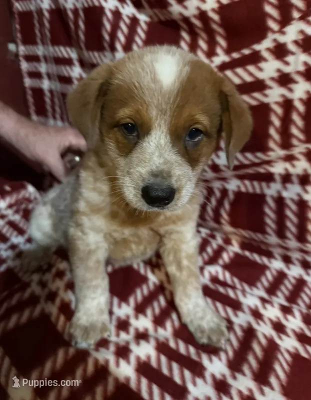 Mr. Red Man  – Australian Cattle Dog puppy for sale in Glen Saint Mary, FL