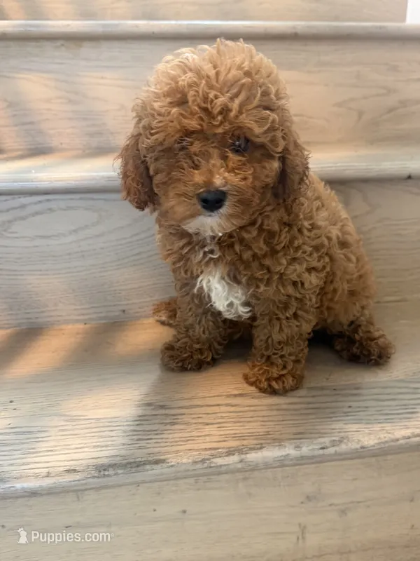 Milly toy/mini – Miniature Goldendoodle puppy for sale in Los Angeles, CA