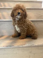 Milly toy/mini, a female Miniature Goldendoodle for sale in Los Angeles, CA – 3 of 3