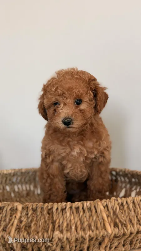 Milo, a male Poodle - Toy  and Miniature Goldendoodle for sale in Los Angeles, CA – Photo 1 of 7