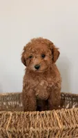 Milo, a male Poodle - Toy  and Miniature Goldendoodle for sale in Los Angeles, CA – Photo 1 of 7
