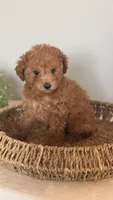 Milo, a male Poodle - Toy  and Miniature Goldendoodle for sale in Los Angeles, CA – Photo 7 of 7