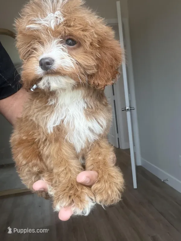 Milo toy size – Goldendoodle, Miniature Goldendoodle puppy for sale in Los Angeles, CA