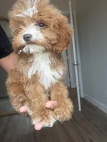 Milo toy size, a male Goldendoodle and Miniature Goldendoodle for sale in Los Angeles, CA – Photo 1 of 2