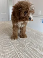 Milo toy size, a male Goldendoodle and Miniature Goldendoodle for sale in Los Angeles, CA – Photo 2 of 2