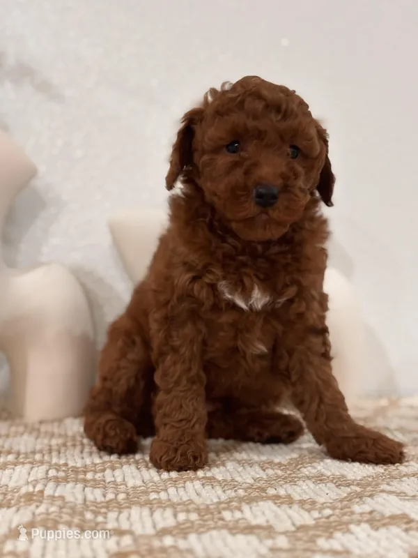 Mia, a female Goldendoodle for sale in Los Angeles, CA – Photo 1 of 1