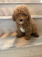 Milly toy/mini, a female Miniature Goldendoodle for sale in Los Angeles, CA – 2 of 3