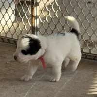 Uno Red Boy - Last week at this price, a male Great Pyrenees and Maremma Sheepdog for sale in Edna, TX – Photo 7 of 8