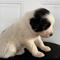 Uno Red Boy - Last week at this price, a male Great Pyrenees and Maremma Sheepdog for sale in Edna, TX – Photo 6 of 8