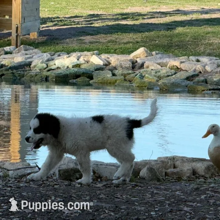 Uno Red Boy - Reduced thru 3/8/26