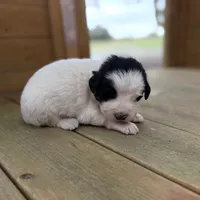 Uno Red Boy - Last week at this price, a male Great Pyrenees and Maremma Sheepdog for sale in Edna, TX – Photo 8 of 8