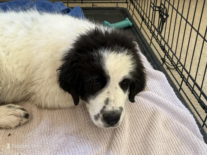 Uno Red Boy  – Great Pyrenees, Maremma Sheepdog puppy for sale in Edna, TX