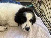 Uno Red Boy - Microchipped, a male Great Pyrenees and Maremma Sheepdog for sale in Edna, TX – Photo 2 of 10