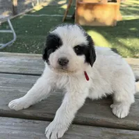 Uno Red Boy - Last week at this price, a male Great Pyrenees and Maremma Sheepdog for sale in Edna, TX – Photo 5 of 8