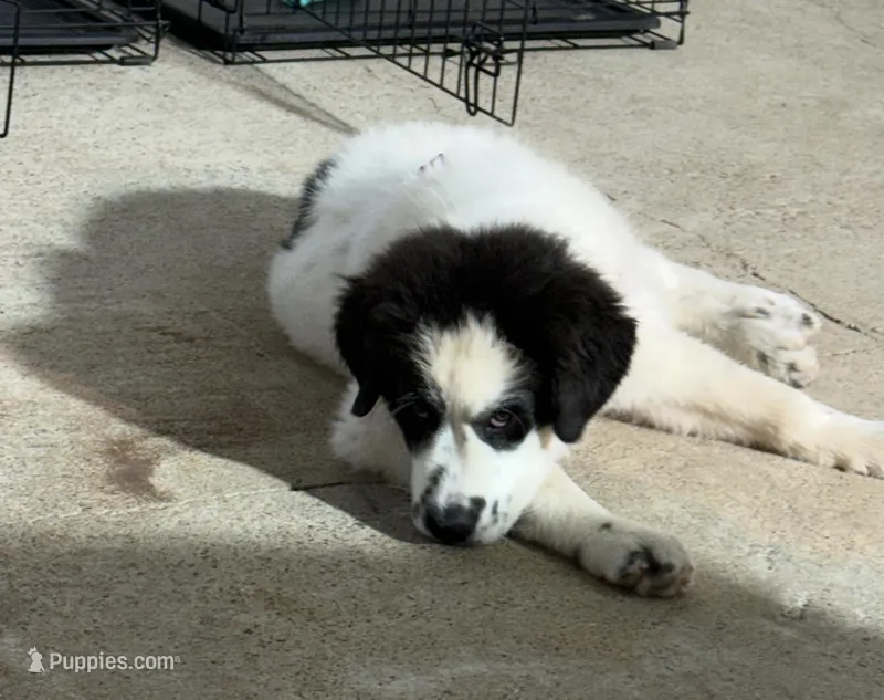 Uno Red Boy - Microchipped – Great Pyrenees, Maremma Sheepdog puppy for sale in Edna, TX