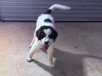Uno Red Boy - Microchipped, a male Great Pyrenees and Maremma Sheepdog for sale in Edna, TX – Photo 1 of 10