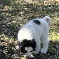 Uno Red Boy - Last week at this price, a male Great Pyrenees and Maremma Sheepdog for sale in Edna, TX – Photo 3 of 8