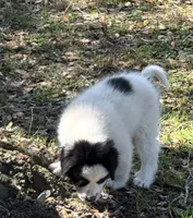 Uno Red Boy - Reduced thru 3/8/26, a male Great Pyrenees and Maremma Sheepdog for sale in Edna, TX – Photo 2 of 7