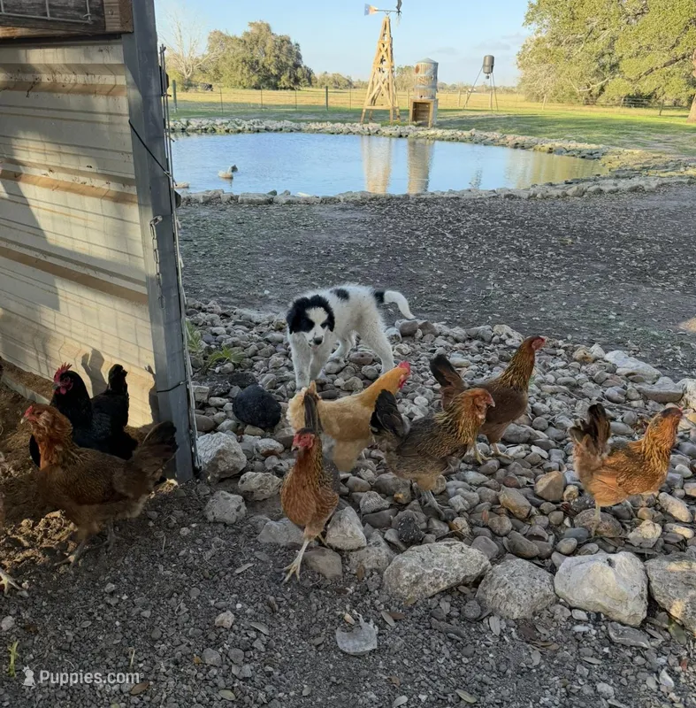 Uno Red Boy - Last week at this price – Great Pyrenees, Maremma Sheepdog puppy for sale in Edna, TX