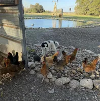 Uno Red Boy - Last week at this price, a male Great Pyrenees and Maremma Sheepdog for sale in Edna, TX – Photo 1 of 8
