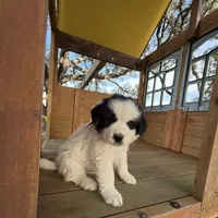 Uno Red Boy - Last week at this price, a male Great Pyrenees and Maremma Sheepdog for sale in Edna, TX – Photo 4 of 8