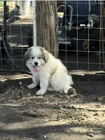 Blue Boy - Reduced, a male Great Pyrenees and Maremma Sheepdog for sale in Edna, TX – Photo 1 of 6