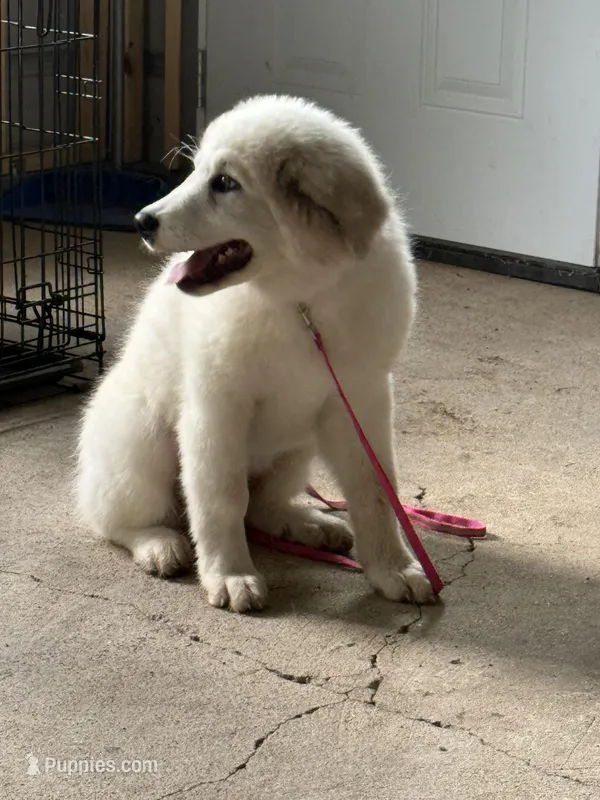 Yellow Girl  – Great Pyrenees, Maremma Sheepdog puppy for sale in Edna, TX