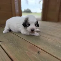 Yellow Girl - Reduced thru 3/8/26, a female Great Pyrenees and Maremma Sheepdog for sale in Edna, TX – Photo 7 of 7