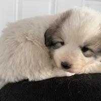 Yellow Girl - Reduced thru 3/8/26, a female Great Pyrenees and Maremma Sheepdog for sale in Edna, TX – Photo 6 of 7